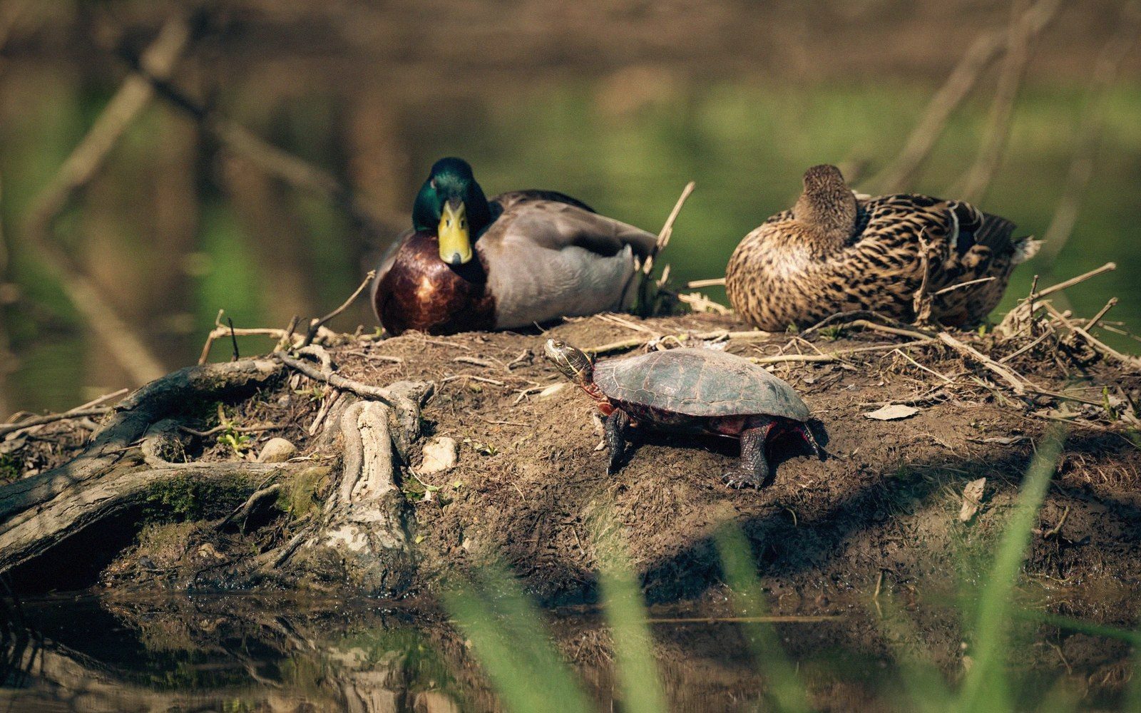 A turtle walks between two resting mallard ducks on a muddy riverbank