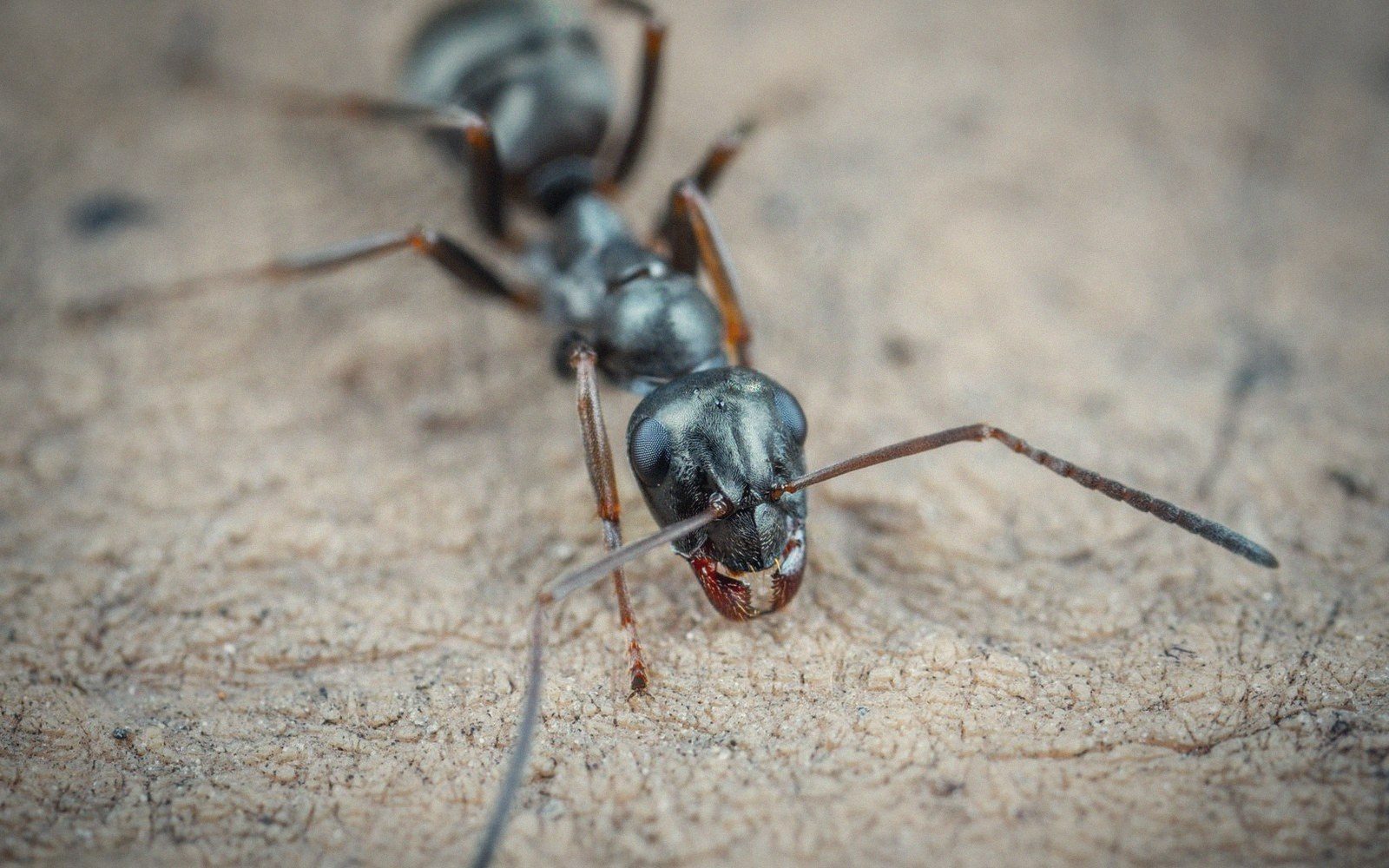 Close-up of a black ant's head and antennae on a sandy surface