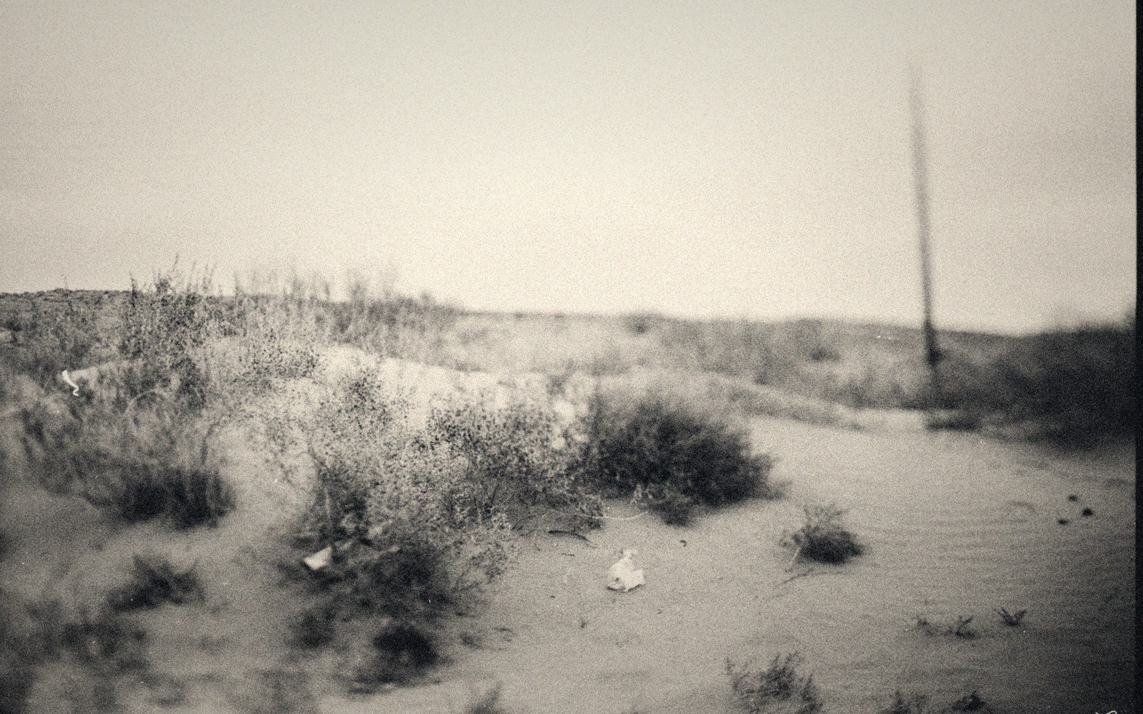 Sandy dunes dotted with scrubby bushes under a hazy pale sky